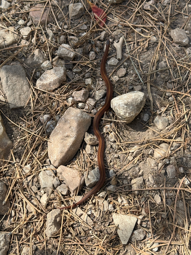 Red-bellied Snake