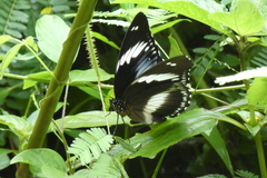 Hypolimnas salmacis salmacis