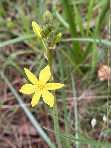 Bulbine Lily