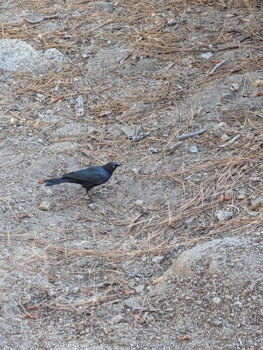 iNaturalist observation photo of Brewer's Blackbird