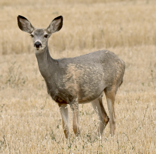 Mule Deer