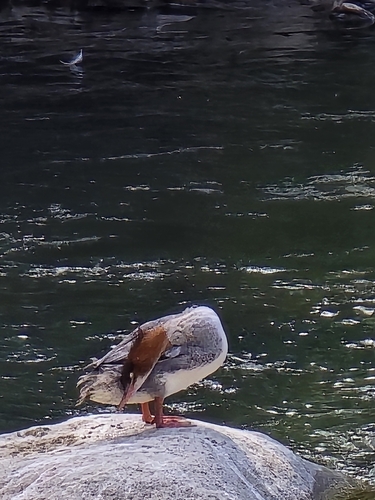 Common Merganser