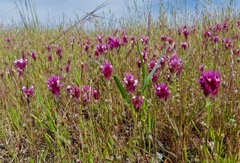 Castilleja densiflora densiflora