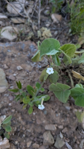 Nicotiana velutina, 2026-09-11