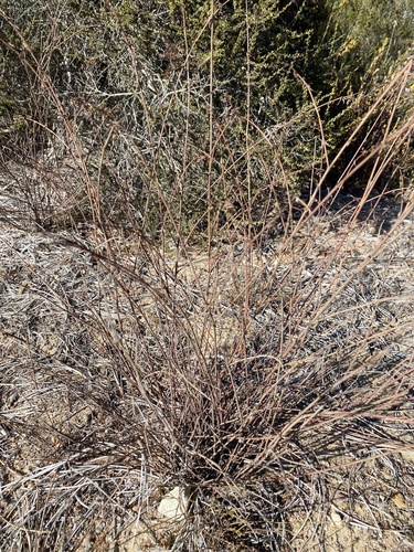 Acmispon glaber