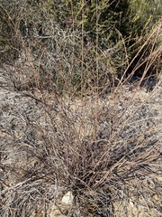 Acmispon glaber