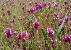 Castilleja densiflora densiflora