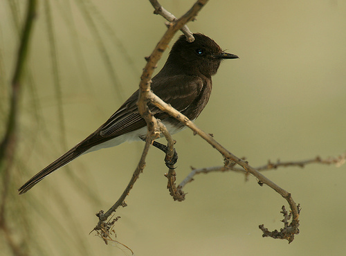 Black Phoebe — Eastside Audubon Society