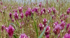 Castilleja densiflora densiflora