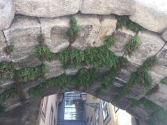 Adiantum capillus-veneris