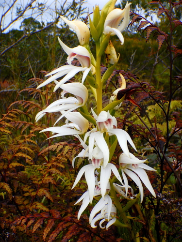 Megastylis gigas observed 2026-09-13