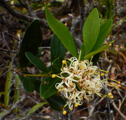Stenocarpus trinervis observed 2026-09-13