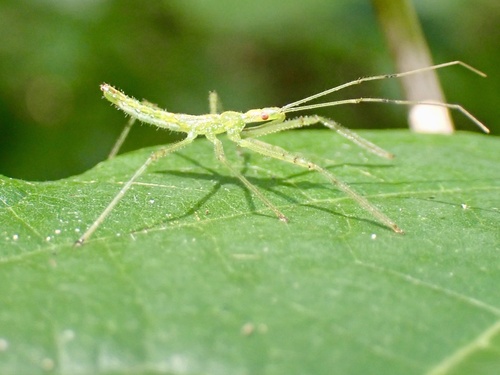 Pale Green Assassin Bug