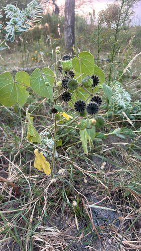 velvetleaf