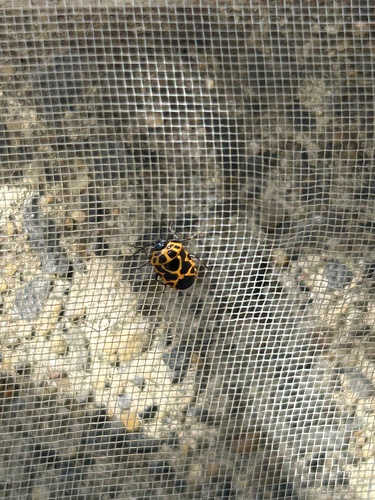 Painted bug