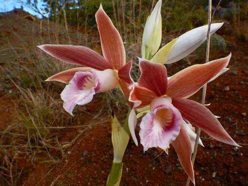 Calanthe tankervilleae observed 2026-09-13