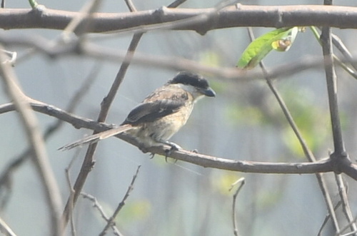 Long-tailed Shrike