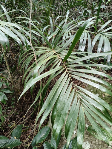 Bactris setosa