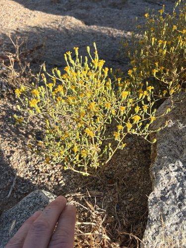 iNaturalist observation photo of Valley Lessingia