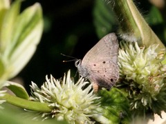 Strymon bubastus bubastus