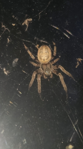 Furrow Orbweaver