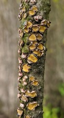 Coccomyces triangularis