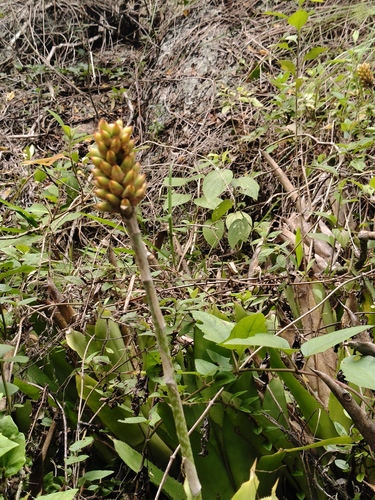 Aechmea comata, photograph 6