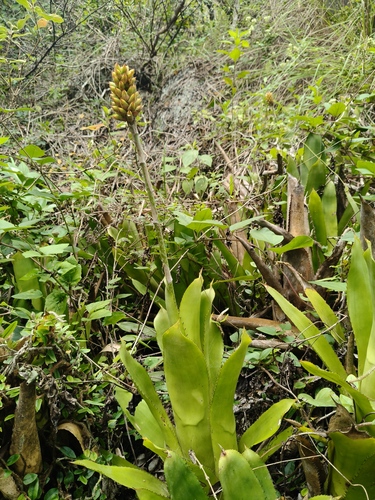 Aechmea comata, photograph 5