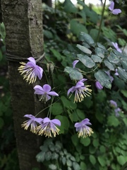 Thalictrum podocarpum