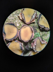 Coccomyces triangularis