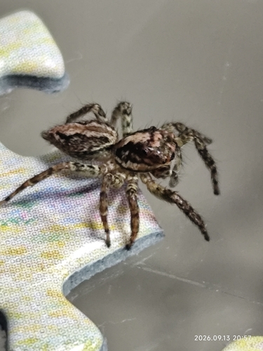 Asaphobelis physonychus