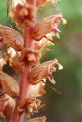 Orobanche austrohispanica