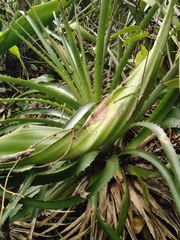 Dyckia encholirioides, photograph (c) Diogo Luiz, some rights reserved (CC BY)