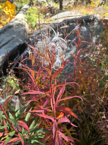 iNaturalist observation photo of fireweed