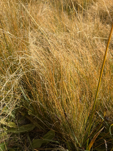 iNaturalist observation photo of grasses, sedges, cattails, and allies