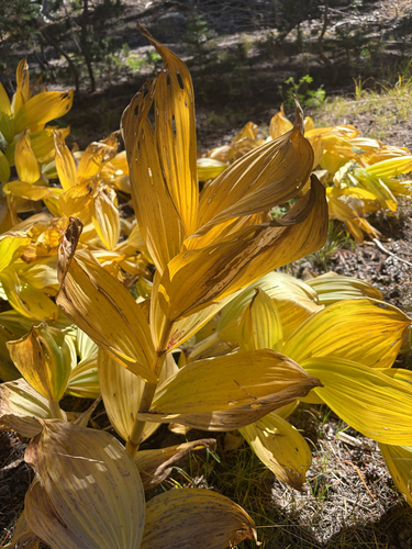 iNaturalist observation photo of Corn Lily