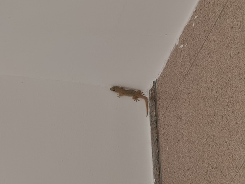 Oriental House Gecko