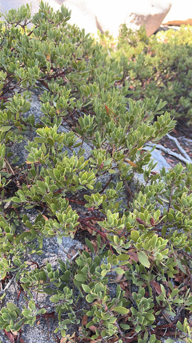 iNaturalist observation photo of Pinemat Manzanita