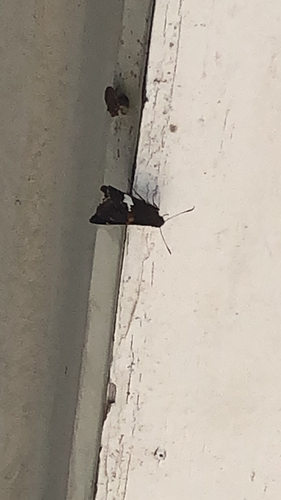 Silver-spotted Skipper