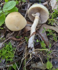 Agrocybe praecox