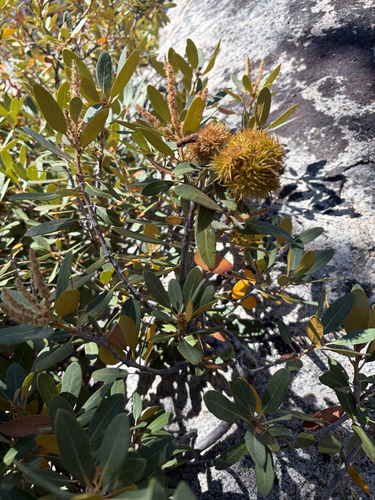iNaturalist observation photo of bush chinquapin