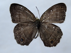 Cissia pompilia