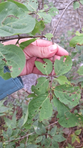 Euonymus macropterus, photograph 3