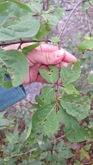 (c) Violetta Dzizyurova, some rights reserved (CC BY) Euonymus macropterus, photograph (c) Violetta Dzizyurova, some rights reserved (CC BY)