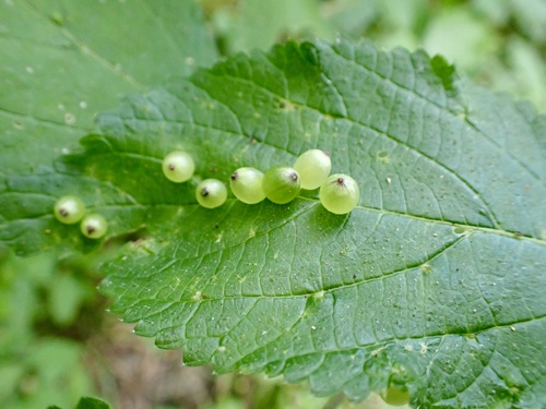 Wood Nettle Gall Midge