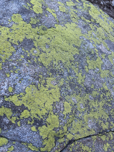iNaturalist observation photo of gold cobblestone lichen