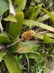 Aechmea comata, photograph (c) Diogo Luiz, some rights reserved (CC BY)