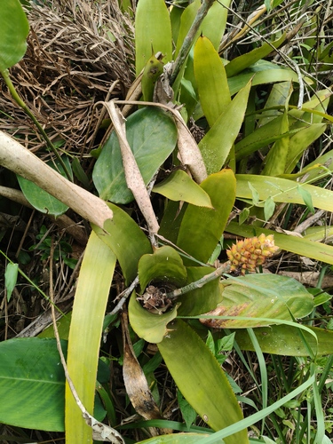 Aechmea comata, photograph 3