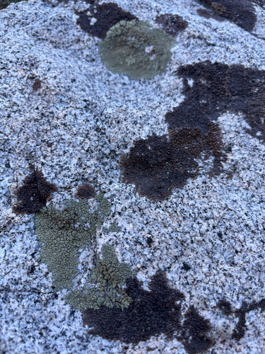 iNaturalist observation photo of Brown Tile Lichen