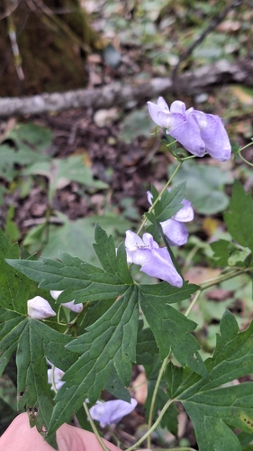 Aconitum sczukinii